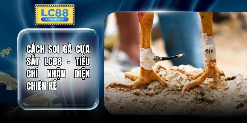 Cách Soi Gà Cựa Sắt LC88 - Tiêu Chí Nhận Diện Chiến Kê