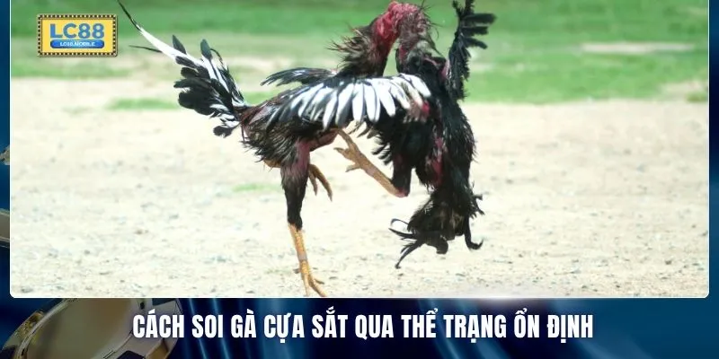 Cách soi gà cựa sắt qua thể trạng ổn định
