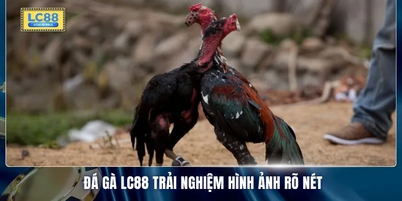 Đá gà LC88 trải nghiệm hình ảnh rõ nét