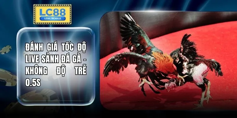 Đánh Giá Tốc Độ Live Sảnh Đá Gà - Không Độ Trễ 0.5s