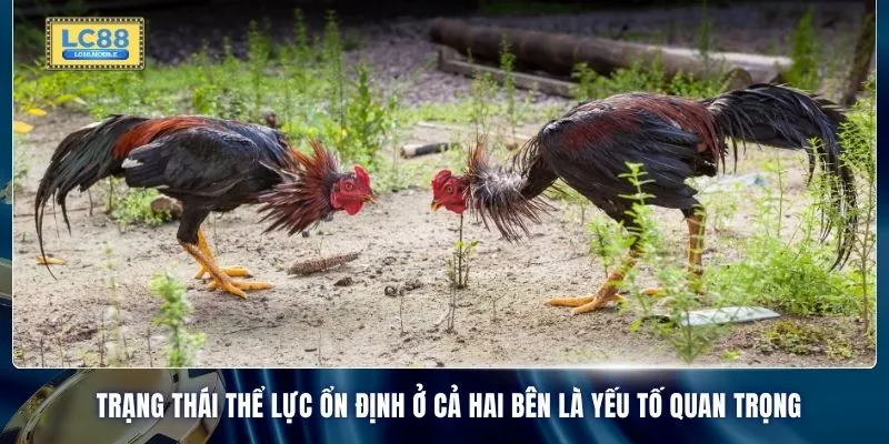 Trạng thái thể lực ổn định ở cả hai bên là yếu tố quan trọng